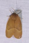 Lasiocampa quercus