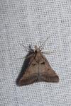 Stemmatophora brunnealis