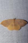 Watsonalla uncinula
