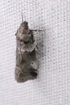 Acrobasis legatea