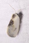Cilix glaucata / Cilix hispanica