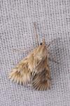 Cynaeda dentalis