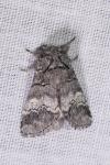 Drymonia querna