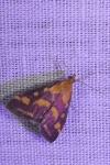Pyrausta purpuralis