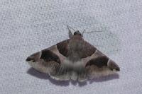 Dysgonia algira