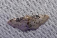 Idaea filicata