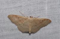 Idaea rubraria