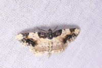 Ligdia adustata