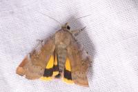 Noctua janthe / Noctua janthina