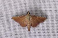Endotricha flammealis