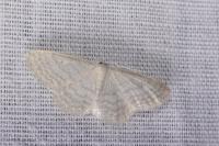 Idaea subsericeata