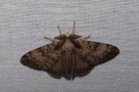 Lymantria dispar