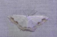 Scopula ornata