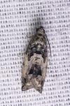 Cydia splendana