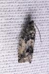 Cydia splendana