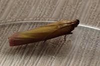 Oncocera semirubella