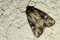 Mesapamea secalis / Mesapamea secalella