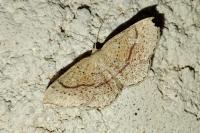 Cyclophora quercimontaria