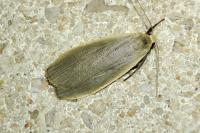 Collita griseola