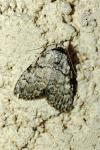 Meganola strigula