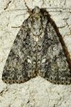Acronicta rumicis
