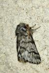 Thaumetopoea pityocampa