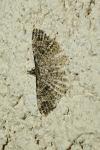 Alucita hexadactyla