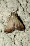 Endotricha flammealis