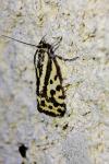 Emmelia trabealis