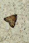 Pyrausta despicata