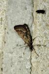 Synaphe punctalis