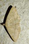 Paracolax tristalis