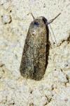 Spodoptera exigua