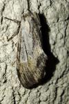 Harpyia milhauseri