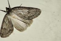 Pachycnemia hippocastanaria