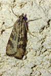 Nomophila noctuella