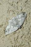 Lomographa temerata
