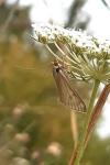 Sitochroa palealis