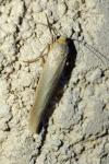 Eilema caniola