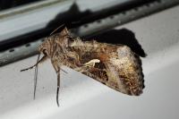 Autographa gamma
