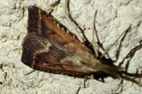 Synaphe punctalis