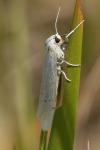 Coscinia cribraria
