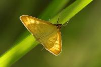 Mecyna flavalis