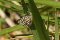 Scopula tessellaria