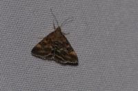 Pyrausta despicata