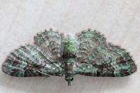 Pasiphila rectangulata