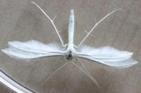 Pterophorus pentadactylus
