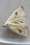 Rivula sericealis