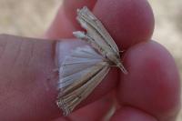 Ancylolomia tentaculella