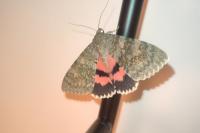 Catocala elocata
